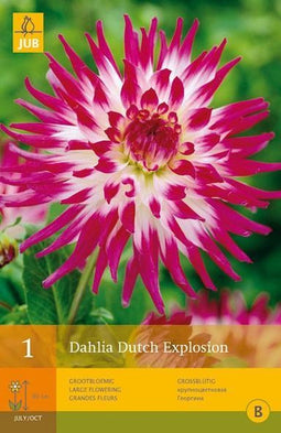 2 stuks 1 Dahlia Dutch Explosion