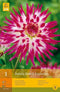 2 stuks 1 Dahlia Dutch Explosion