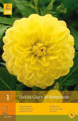 2 stuks 1 Dahlia Glory Of Heemstede