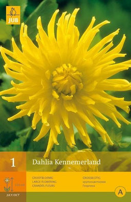 2 stuks 1 Dahlia Kennemerland