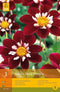 2 stuks 1 Dahlia Mary Evelyn