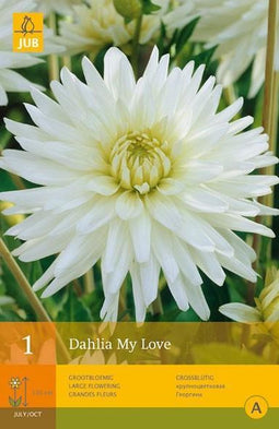2 stuks 1 Dahlia My Love