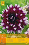2 stuks 1 Dahlia Mystery Day