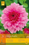 2 stuks 1 Dahlia Rosella