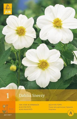 2 stuks 1 Dahlia Sneezy