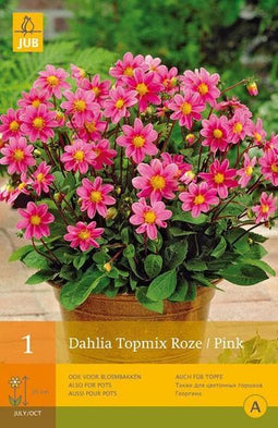 2 stuks 1 Dahlia Topmiroze