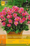 2 stuks 1 Dahlia Topmiroze