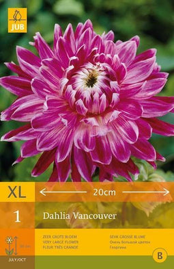 2 stuks 1 Dahlia Vancouver
