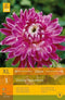 2 stuks 1 Dahlia Vancouver