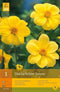 2 stuks 1 Dahlia Yellow Sneezy