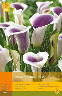 2 stuks 1 Zantedeschia Picasso