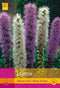 2 stuks 10 Liatris Blauw-Wit