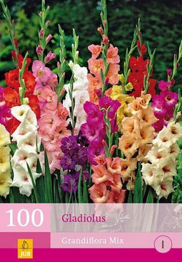 2 stuks 100 Gladiolen Mix