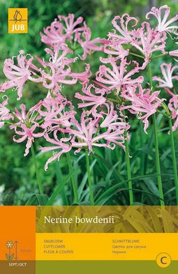 2 stuks 2 Nerine Bowdenii