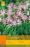 2 stuks 2 Nerine Bowdenii