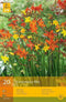 2 stuks 20 Crocosmia Mix