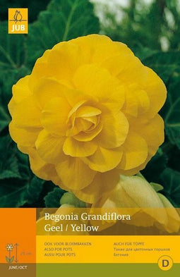 2 stuks 3 Begonias Grandiflora Geel