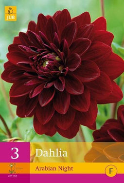 2 stuks 3 Dahlia Arabian Night