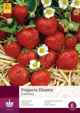 2 stuks 5 Fragaria Elsanta