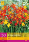 2 stuks 50 Crocosmia Mix