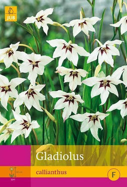 2 stuks 50 Gladiolus Callianthus