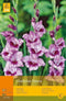 2 stuks 7 Gladiolus Passos