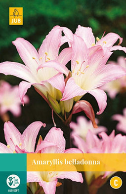 2 stuks Amaryllis Belladonna 1 bol