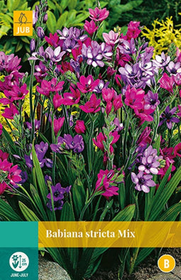 2 stuks Babiana Stricta Mix 7 bollen