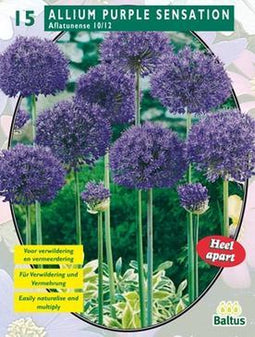 2 stuks - Baltus - Allium Aflatunense Purple Sensation per 15