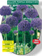 2 stuks - Baltus - Allium Aflatunense Purple Sensation per 15