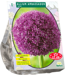 2 stuks - Baltus - Allium Ambassador per 1