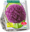 2 stuks - Baltus - Allium Ambassador per 1