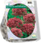 2 stuks - Baltus - Allium Atropurpureum per 7