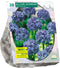 2 stuks - Baltus - Allium Caeruleum Azureum per 30