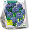 2 stuks - Baltus - Allium Caeruleum Azureum per 30