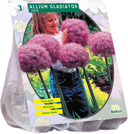2 stuks - Baltus - Allium Gladiator His Excellence per 3