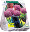 2 stuks - Baltus - Allium Gladiator His Excellence per 3