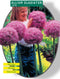 2 stuks - Baltus - Allium Gladiator His Excellence per 3