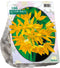 2 stuks - Baltus - Allium Moly per 100