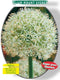 2 stuks - Baltus - Allium Mount Everest per 3
