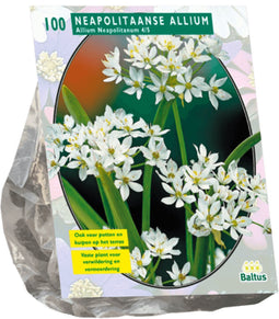 2 stuks - Baltus - Allium Neapolitanum per 100