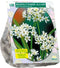 2 stuks - Baltus - Allium Neapolitanum per 100