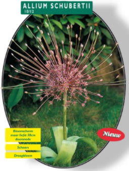 2 stuks - Baltus - Allium Schuberti per 3