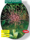 2 stuks - Baltus - Allium Schuberti per 3