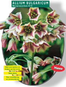 2 stuks - Baltus - Allium Siculum Bulgaricum per 5