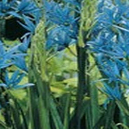 2 stuks - Baltus - Camassia Cusickii per 5