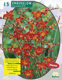 2 stuks - Baltus - Crocosmia Emberglow per 15