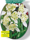 2 stuks - Baltus - Galanthus Nivalis Flore Pleno per 10