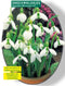 2 stuks - Baltus - Galanthus, Wit per 25