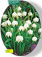 2 stuks - Baltus - Leucojum per 10